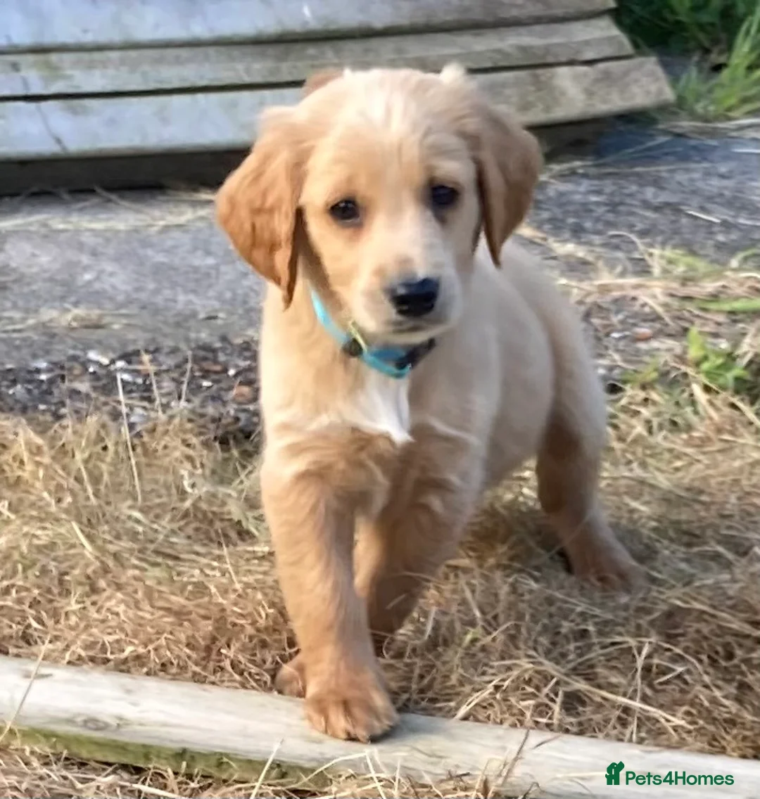 Goldendoodle dogs for sale: Goldendoodle pups Born 25 March 2026 - Advert 8