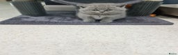 British Shorthair cats for sale: British shorthair kittens *LAST KITTEN* - Advert 5
