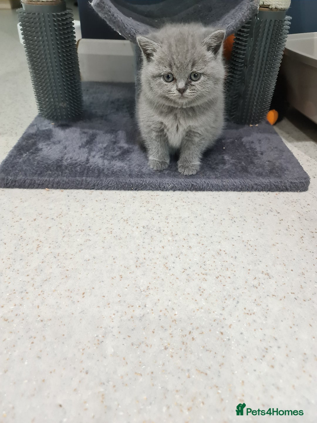 British Shorthair cats for sale: British shorthair kittens *LAST KITTEN* - Advert 5