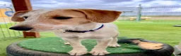 Mixed Breed dogs for adoption: Heavenly Holly - Advert 13