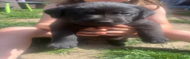 Labrador Retriever Puppy 5