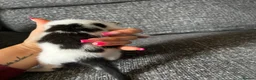Mixed Breed cats for sale: 3 male kittens for sale  - Advert 26