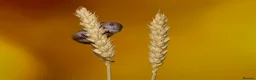 Mouse rodents for sale: Harvest Mice in Southend-on-Sea - Advert 3