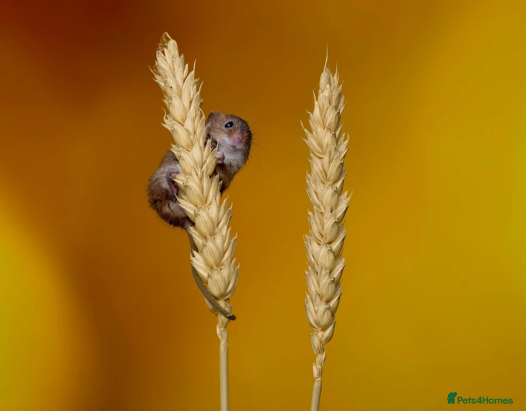 Mouse rodents for sale: Harvest Mice in Southend-on-Sea - Advert 3