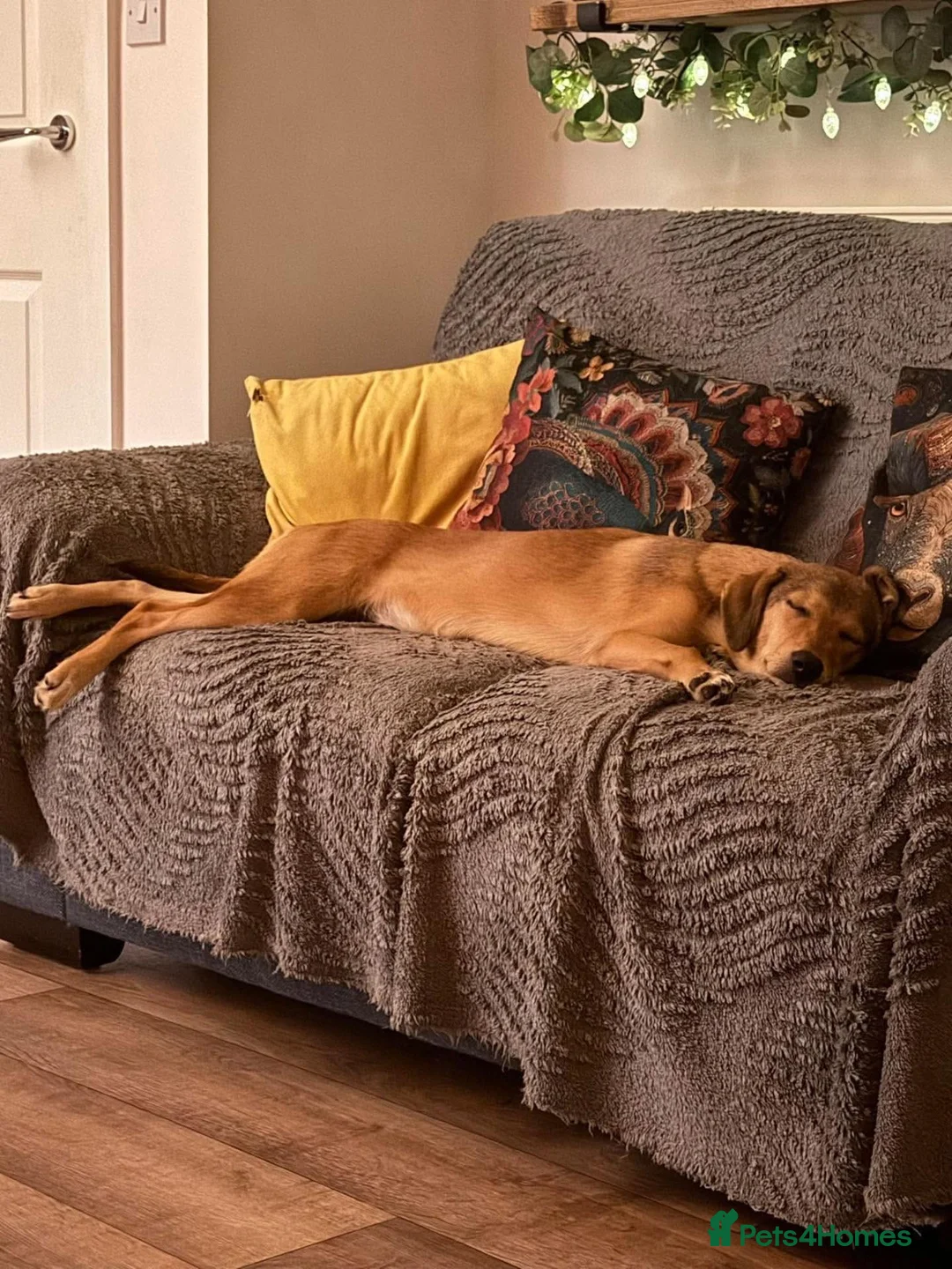 Mixed Breed dogs for adoption: ORLA - FOR ADOPTION  - Advert 2