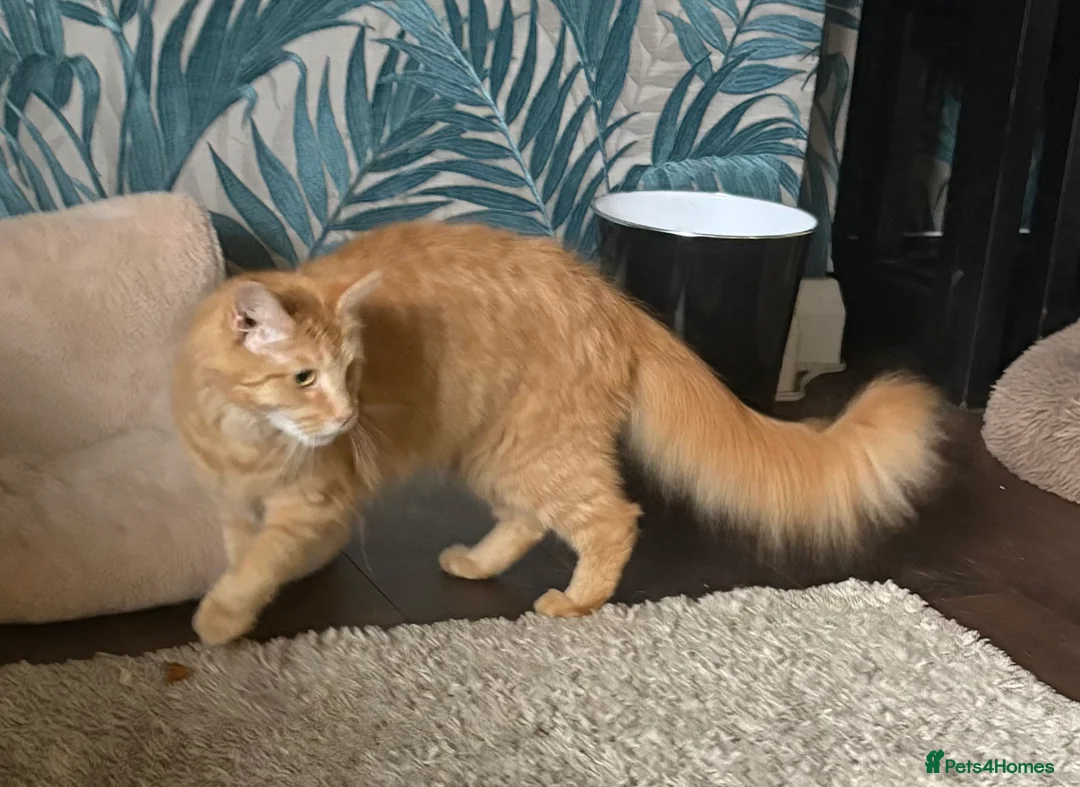 Maine Coon cats for sale: Rare Maincoon red girl 16 months old - Advert 2