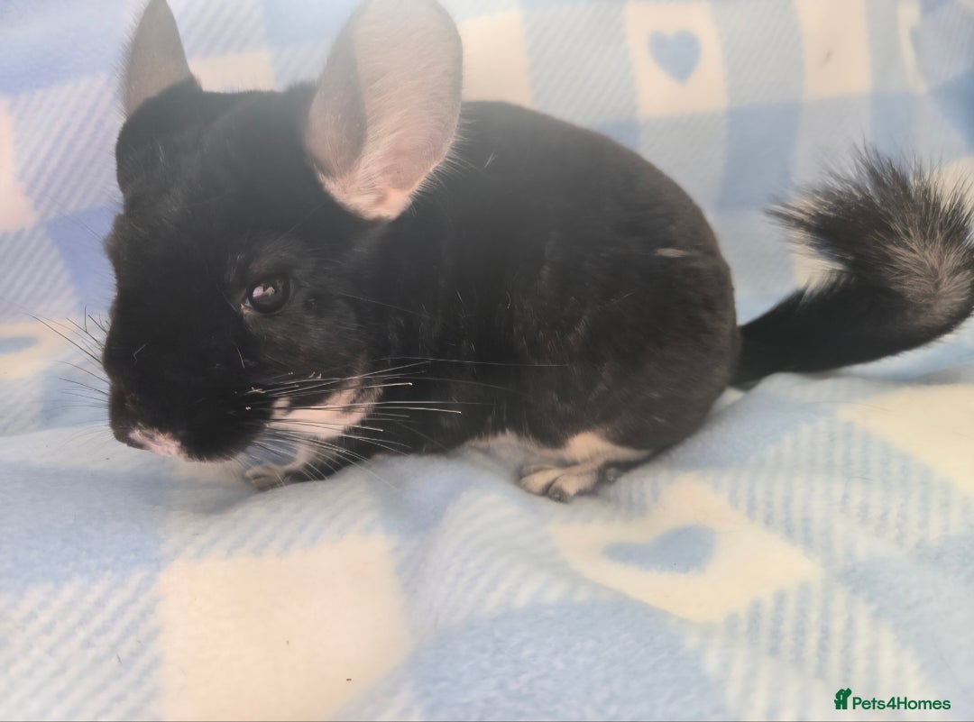 Chinchilla rodents for sale: Bonded mother and daughter pair - Image 13