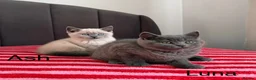 British Shorthair cats for sale: Two gorgeous BSH little ladies available now.  - Advert 7
