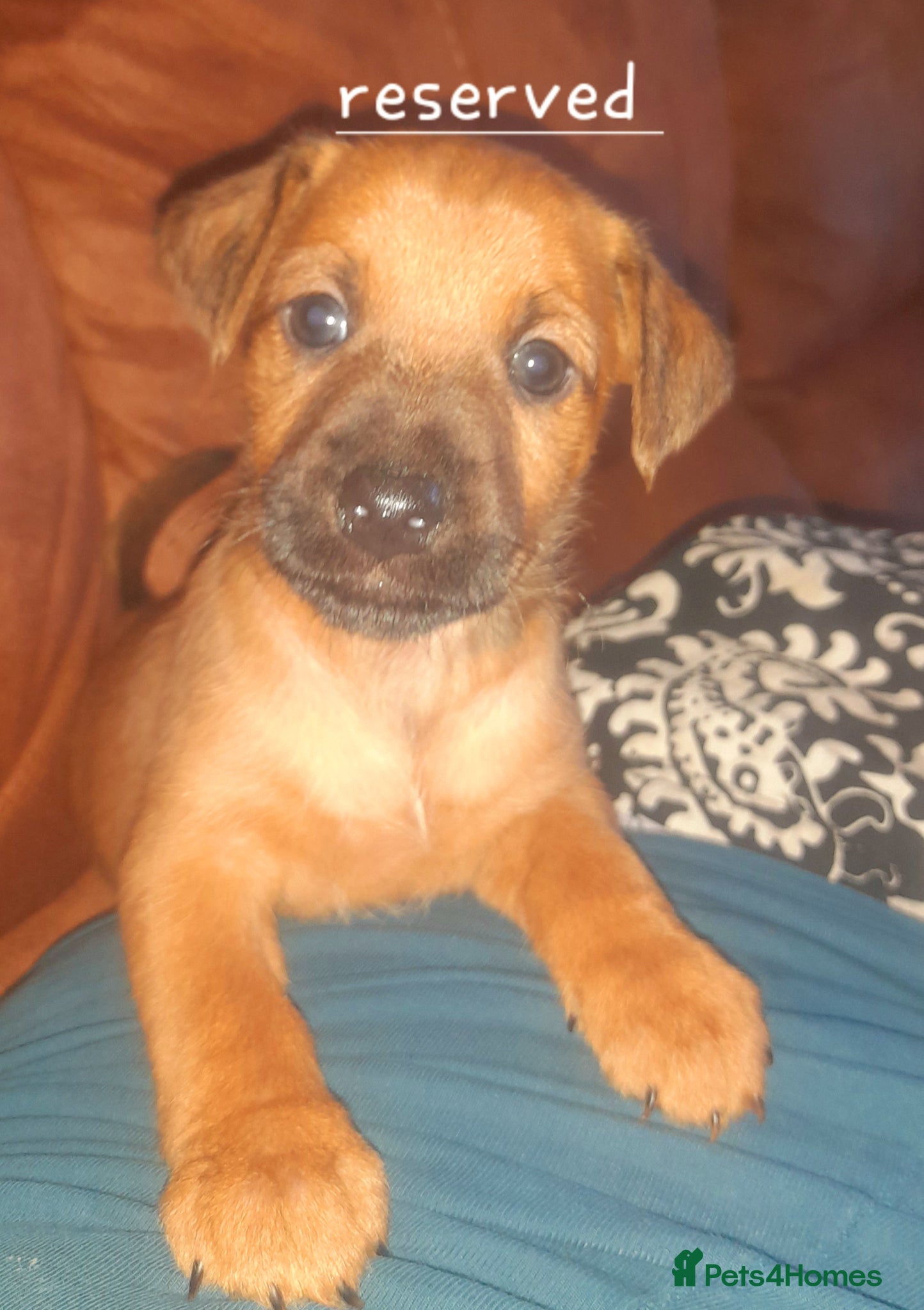 Mixed Breed dogs for sale: Lakeland x patterdale  - Advert 11