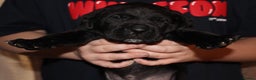 Cane Corso dogs for sale: Cane Corso Puppies from Exceptional Bloodlines, - Advert 14