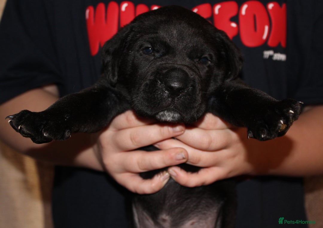 Cane Corso dogs for sale: Cane Corso Puppies from Exceptional Bloodlines, - Advert 14