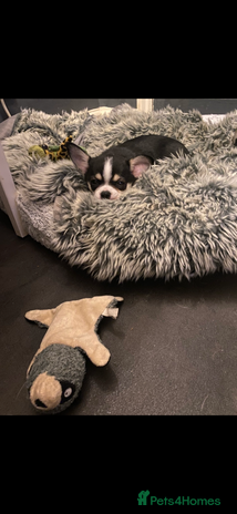 Chihuahua dogs - Advert 2