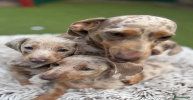 Miniature Dachshund dogs - Advert 20