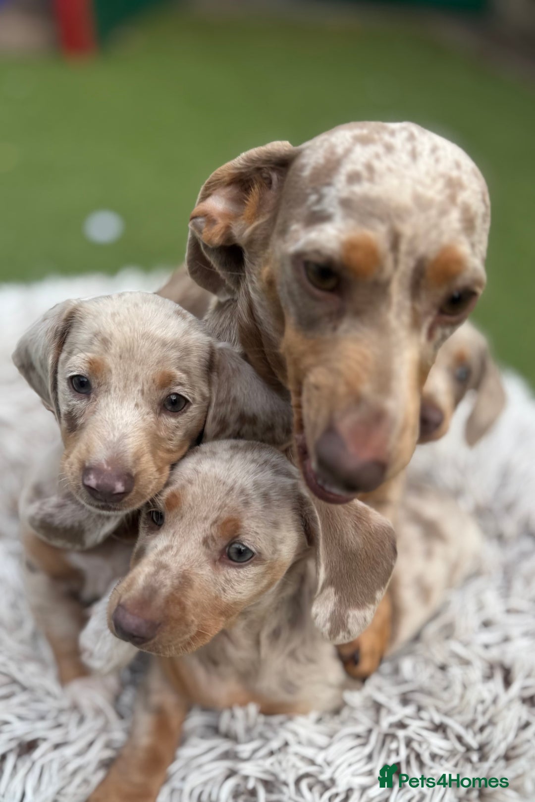 Miniature Dachshund dogs for sale: Miniature dachshund ready now.  - Image 3