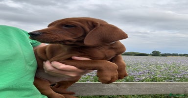 Labrador Retriever dogs - Advert 3
