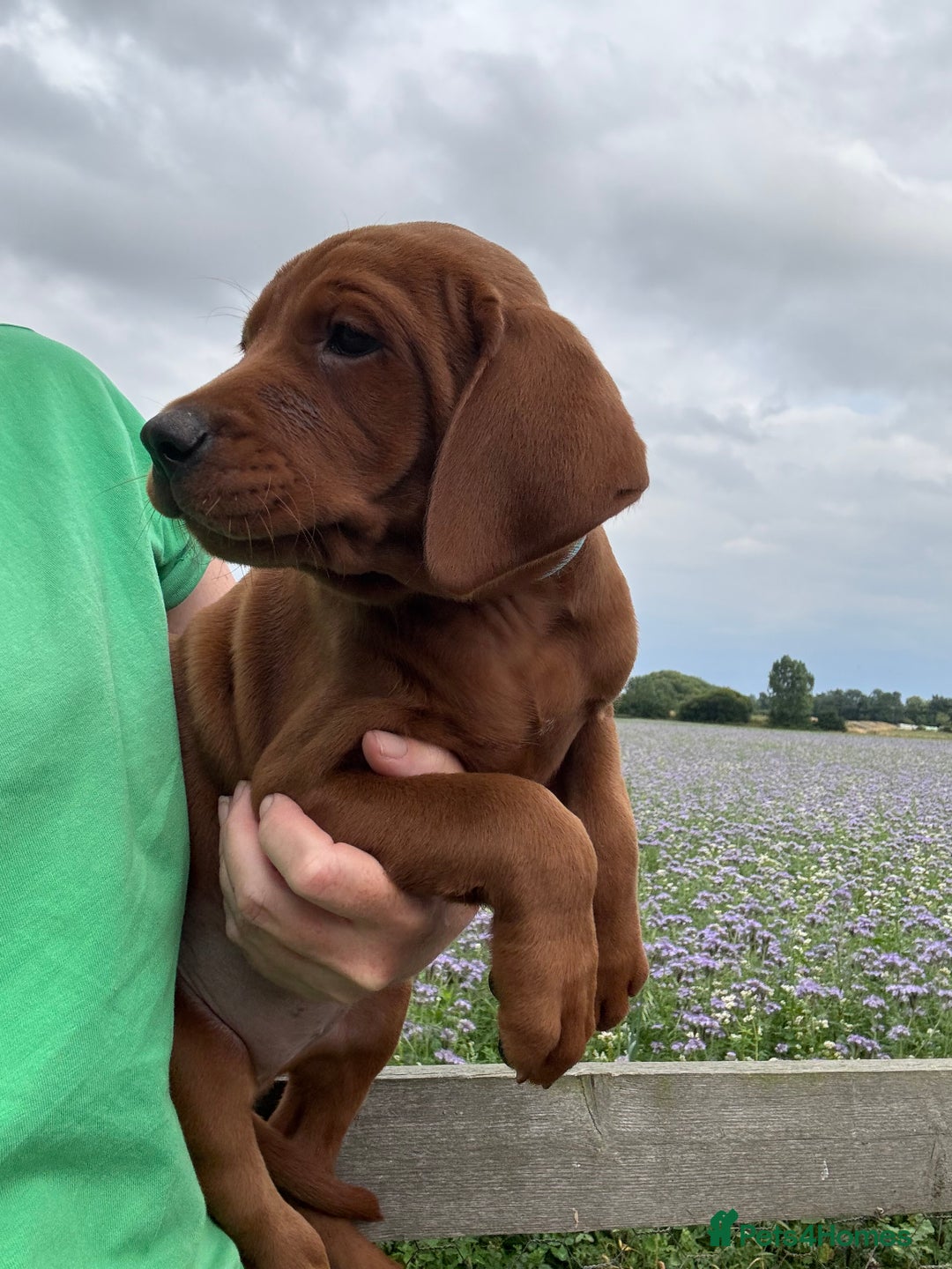 Labrador Retriever dogs for sale: Ready to leave - Exceptional Fox Red Labradors  - Image 2