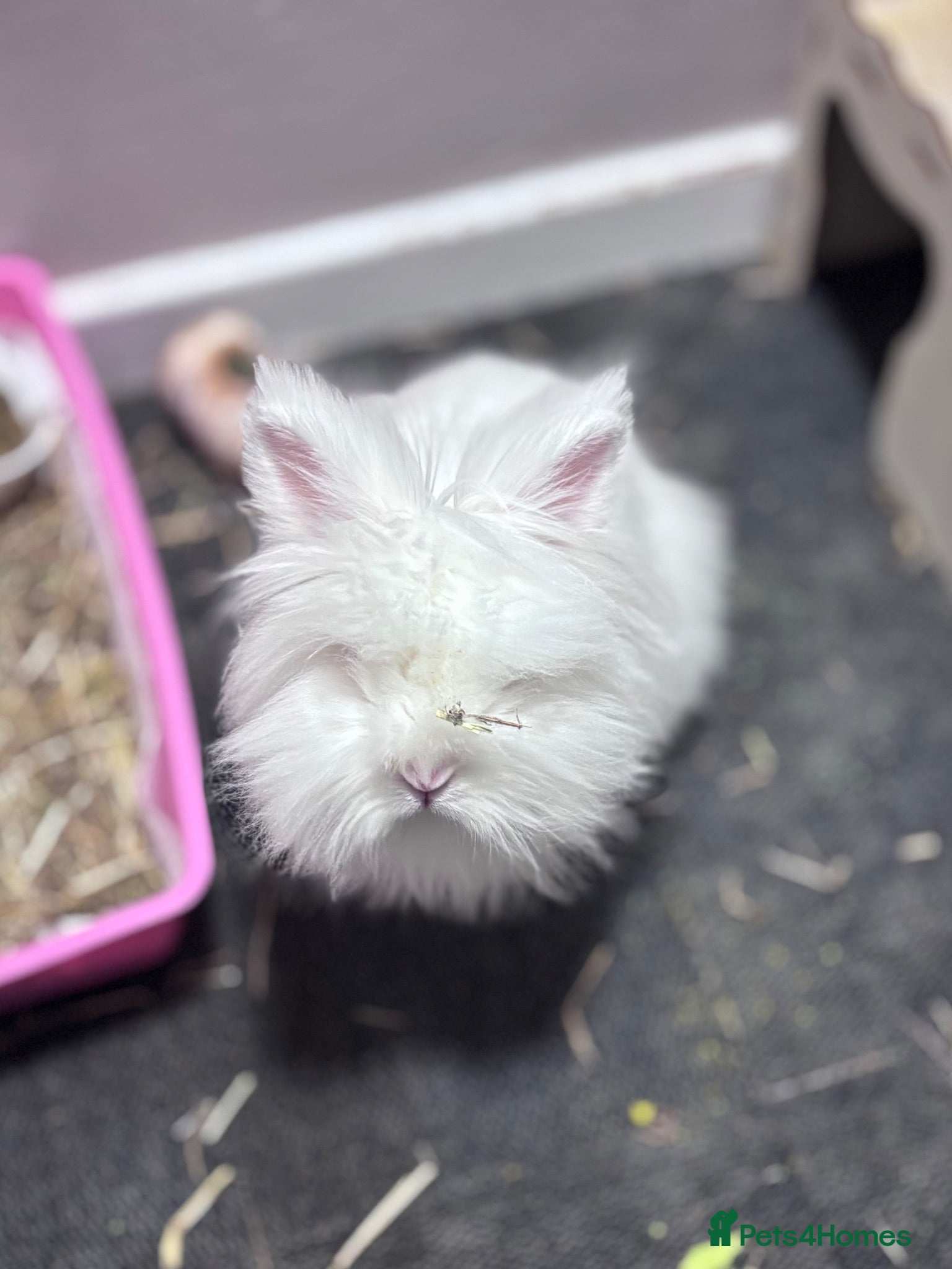Lionhead rabbits Female Albino Lion head - Advert 1