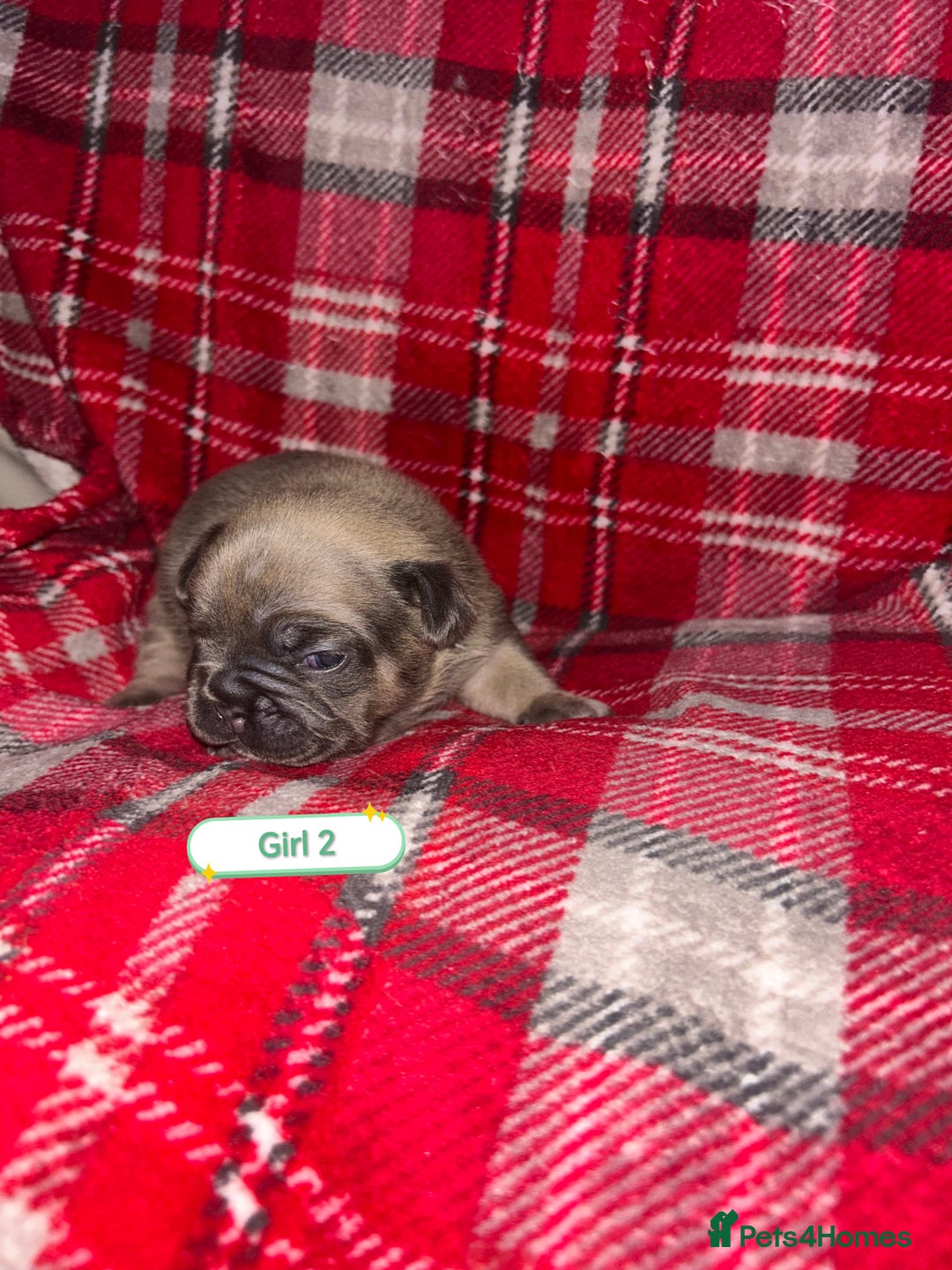 French Bulldog dogs for sale: 3 x Stunning French Bulldog Puppies  - Advert 4