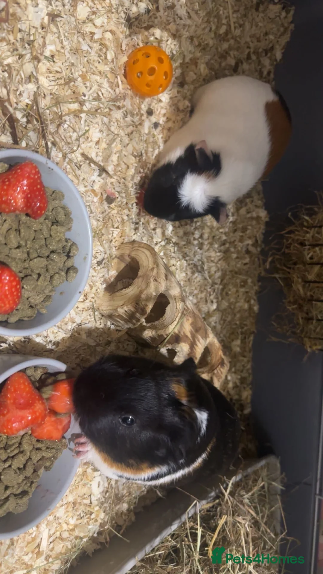 Guinea Pig rodents for sale: Adorable Guinea Pigs for Sale – Nibbles & Wiggles - Advert 2