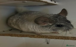 Chinchilla rodents for sale: Various chinchillas for sale  - Image 3