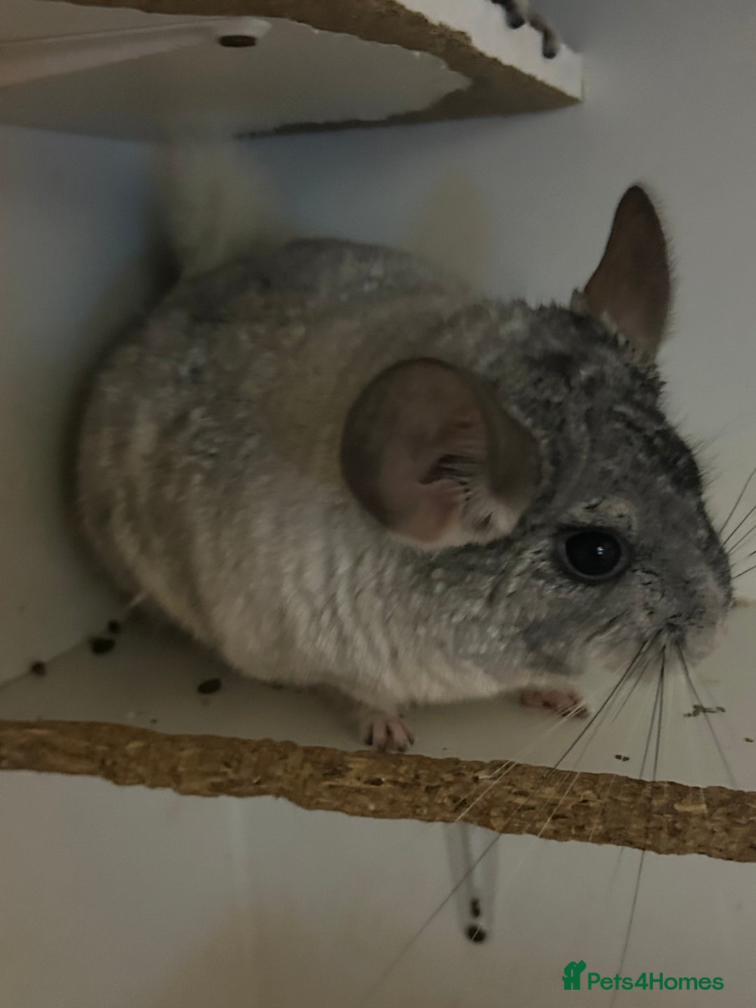 Chinchilla rodents for sale: Various chinchillas for sale  - Image 3