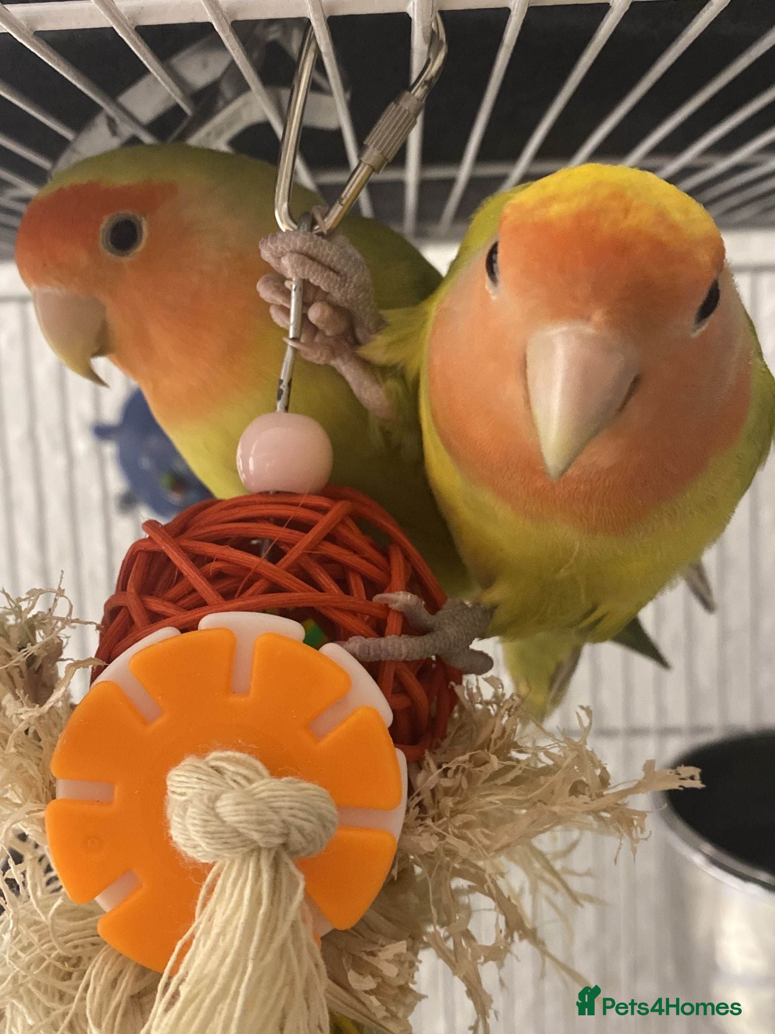 Lovebirds birds NEED GONE - Mixed Lovebirds with Cages - Advert 1