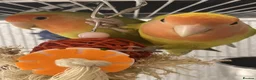 Lovebirds birds for sale: NEED GONE - Mixed Lovebirds with Cages - Advert 1