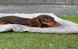 Miniature Dachshund dogs for sale: Last handsome long haired boy left ready now ! - Image 16