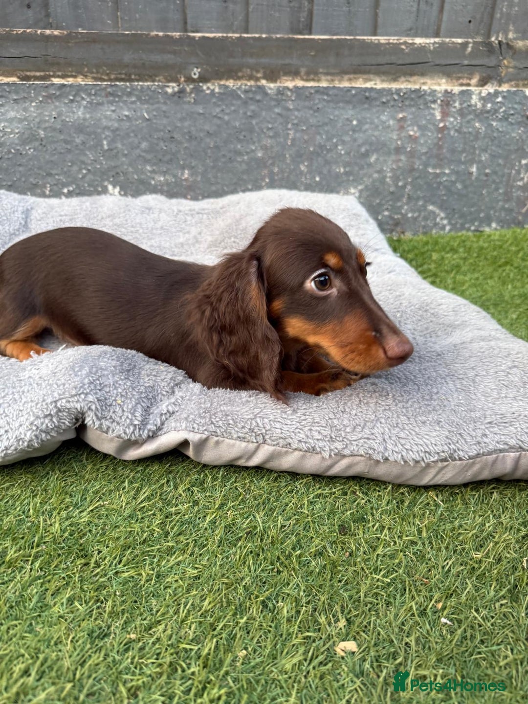 Miniature Dachshund dogs for sale: Last handsome long haired boy left ready now ! - Image 16