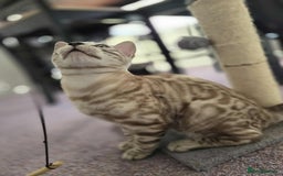 Bengal cats for sale: TICA REG 💕 2 Beautiful bengal boys  - Image 27