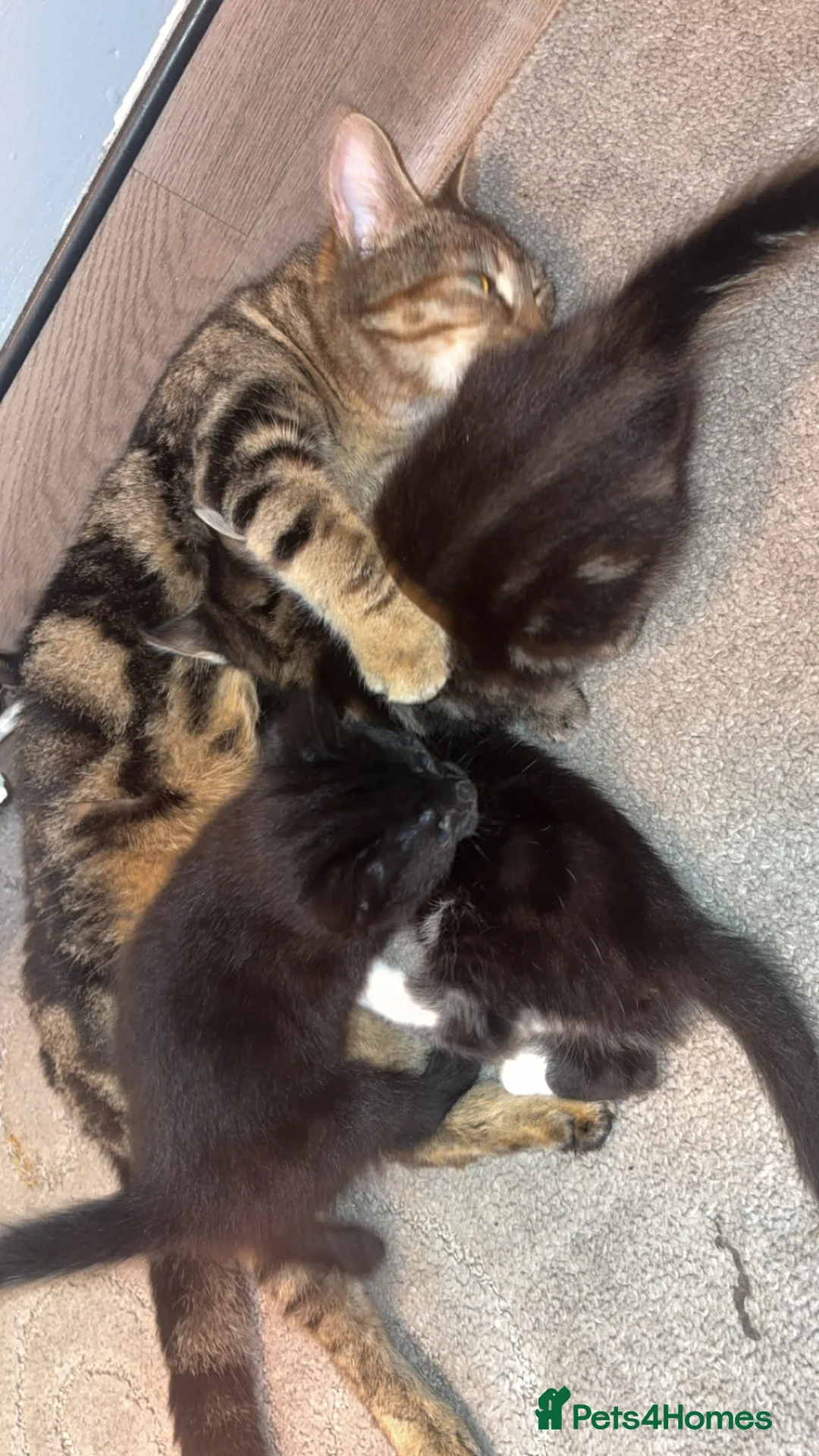 Mixed Breed cats for sale: 2 female kittens💗💗 - Advert 2