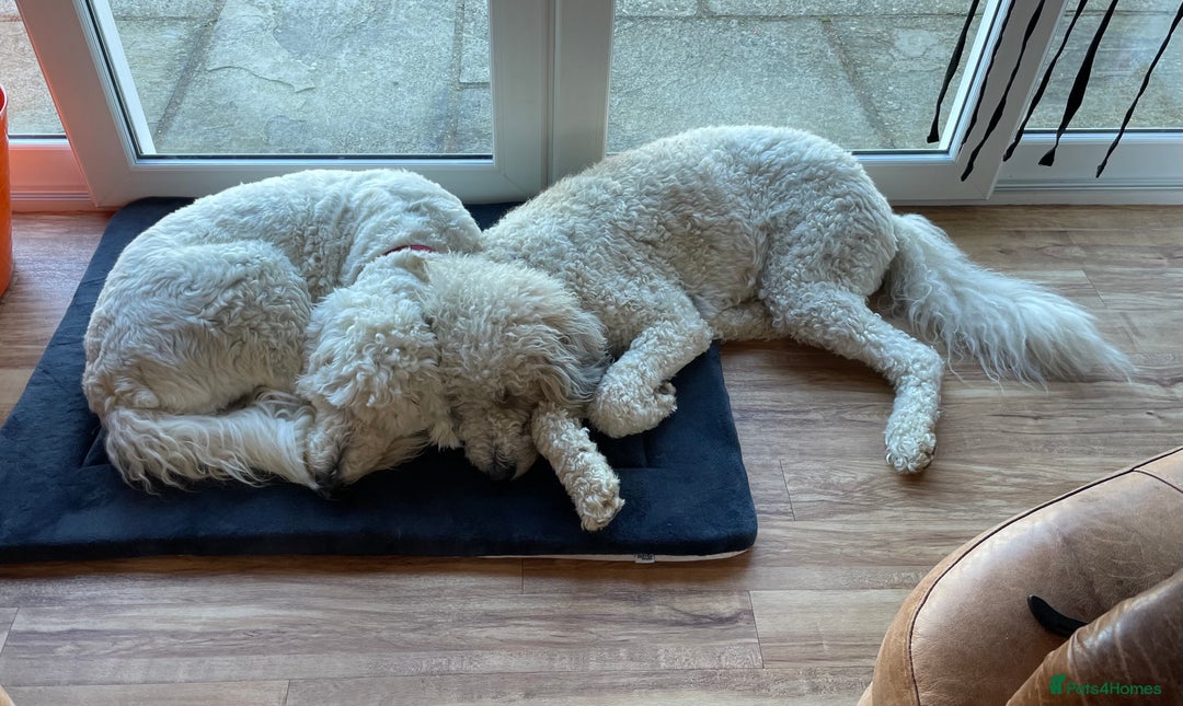 Standard Poodle dogs for sale: Standard Poodle x St Berdoodle  - Image 39
