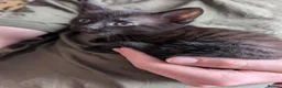 Mixed Breed cats for sale: Kittens for sale in Wisbech - Advert 8