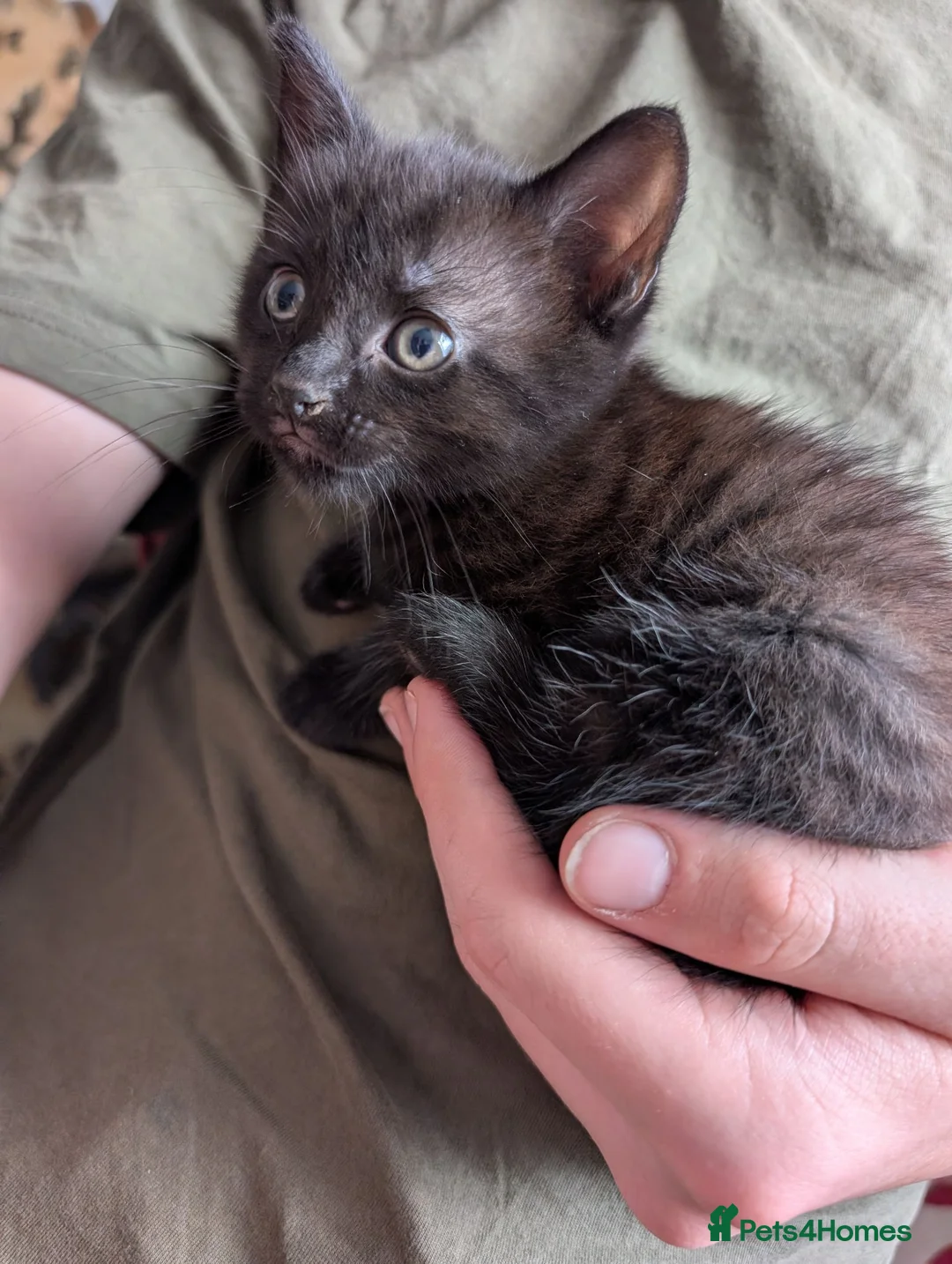 Mixed Breed cats for sale: Kittens for sale in Wisbech - Advert 8
