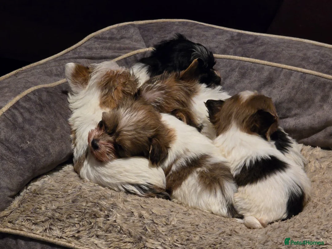 Mixed Breed dogs for sale: 5 Lhasa Apso × Yorkshire Terrier puppies for sale  - Advert 7