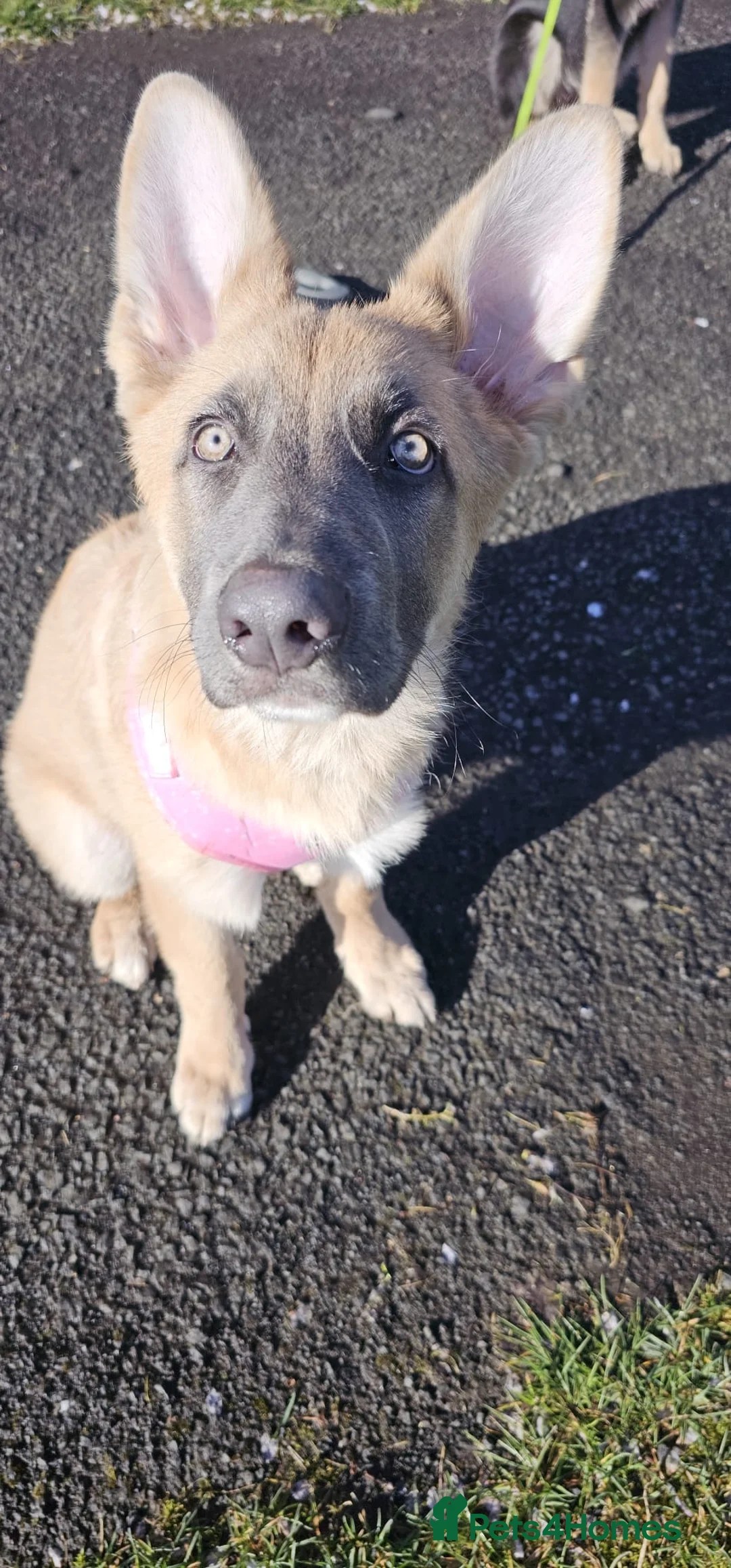 German Shepherd dogs for sale: 9 beautiful pure bred German Shepherd puppies - Advert 1