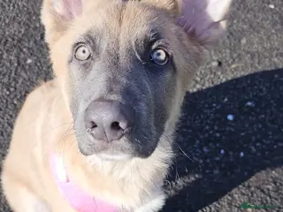 German Shepherd dogs 9 beautiful pure bred German Shepherd puppies - Advert 7