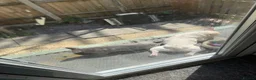 French Bulldog dogs for sale: Beautiful boy - Advert 7