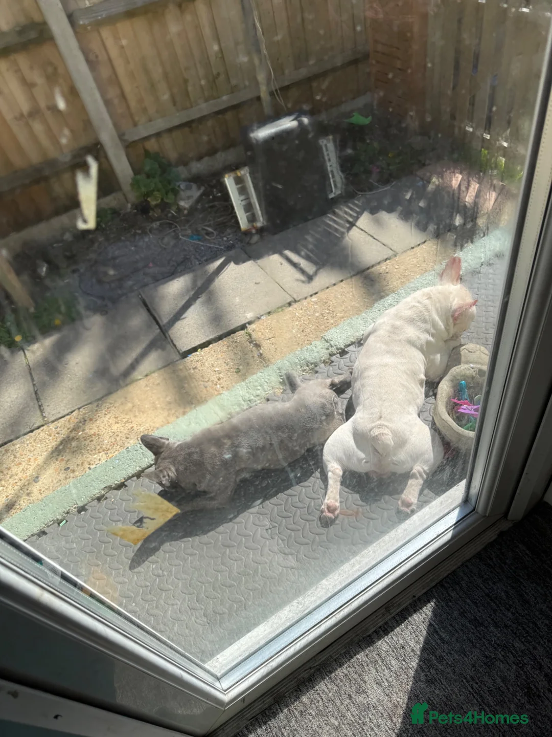 French Bulldog dogs for sale: Beautiful boy - Advert 7