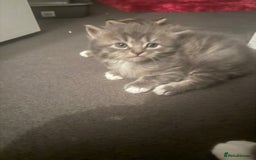 Mixed Breed cats for sale: Kittens  - Image 4