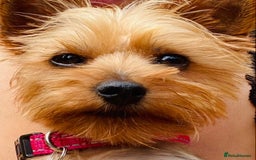 Yorkshire Terrier dogs for sale: Lovely Yorkshire Terrier Girl - Image 1