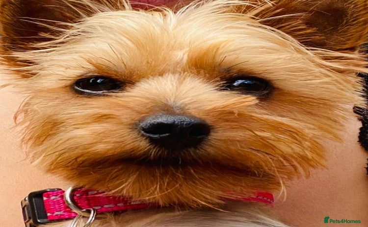 Yorkshire Terrier dogs - Advert 2