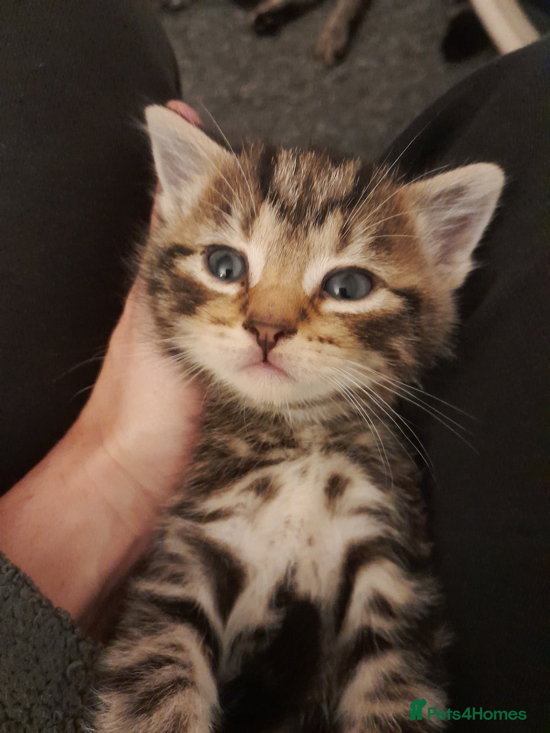 Mixed Breed cats for sale: Playful & cuddly Tabby-Bengal-Mix Kittens £200 - Image 14