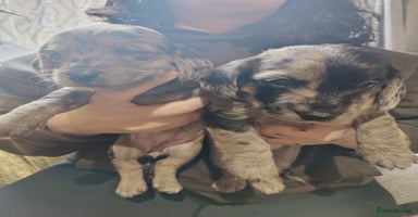 Mixed Breed dogs - Advert 3