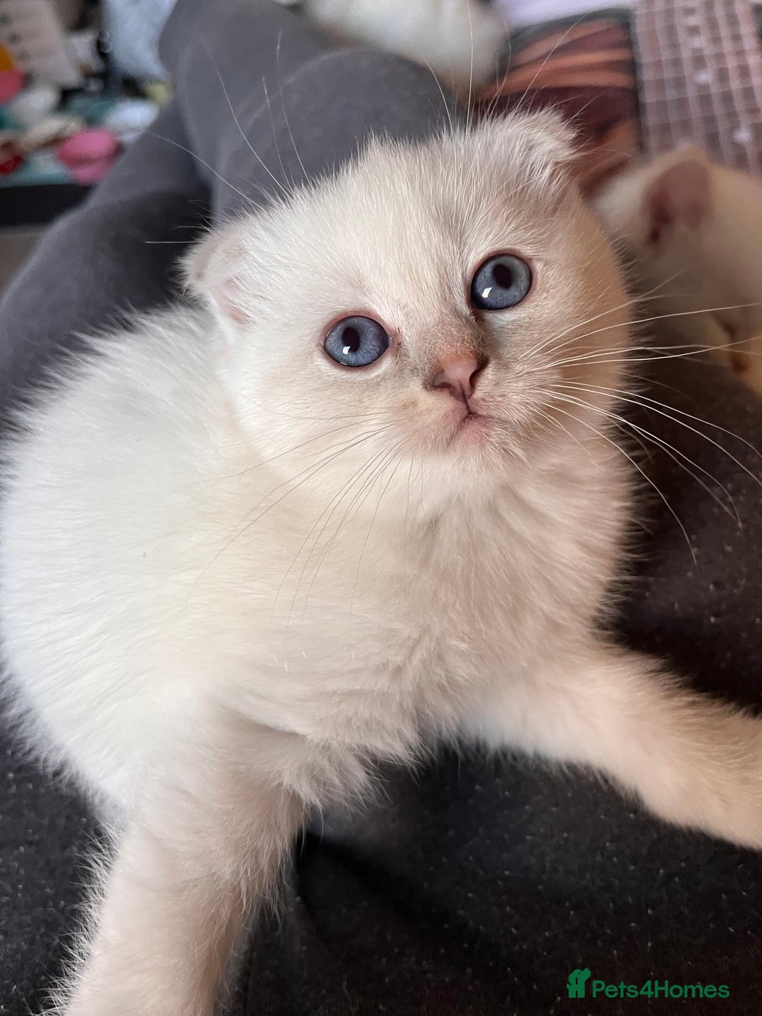 Ragdoll cats for sale: 🐾 Adorable Ragdoll Cross Kittens 🐾 - Advert 13
