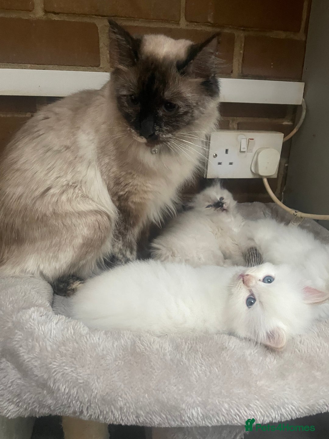 Ragdoll cats for sale:  Beautiful Ragdoll Kittens * 3 BoYs *  - Image 12