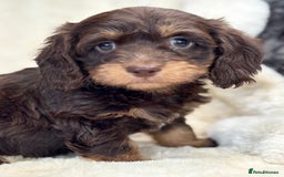 Mixed Breed dogs for sale: Gorgeous Daxi cross puppies  - Advert 5