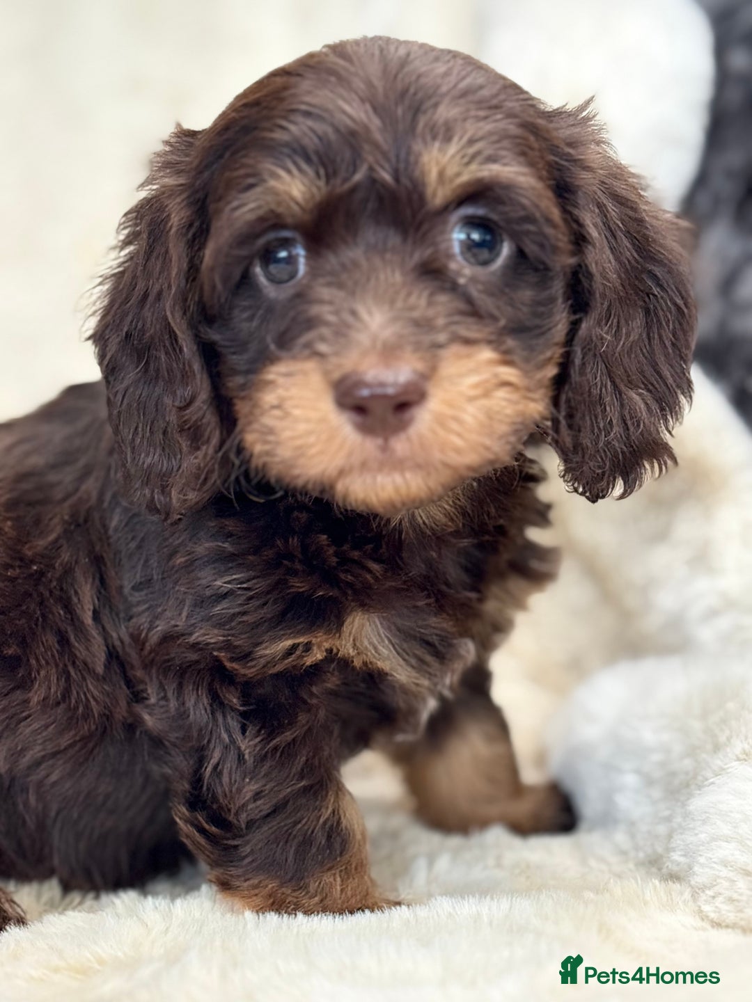Mixed Breed dogs for sale: Gorgeous Daxi cross puppies  - Advert 5
