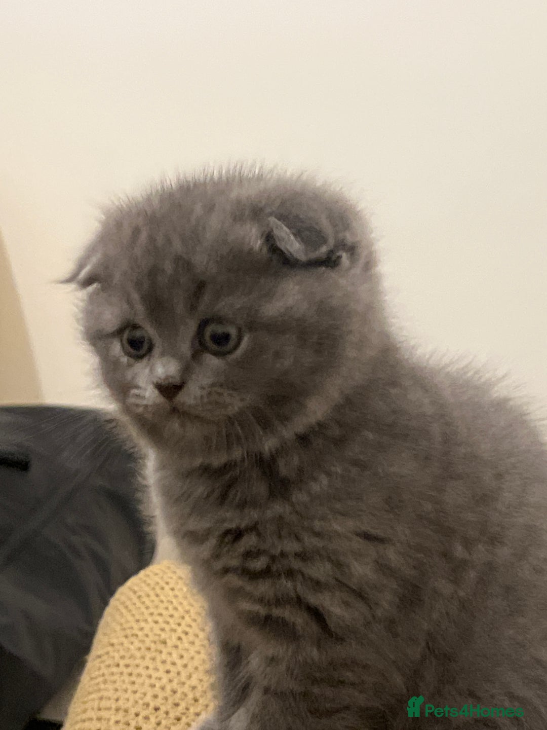 British Longhair cats for sale: British - Advert 5