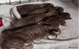 British Longhair cats for sale:  British longhair kittens 3 male 1 female  - Image 11